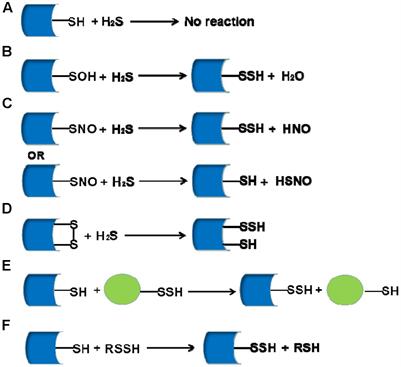 H2S-Induced Sulfhydration: Biological Function and Detection Methodology